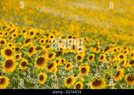 Sonnenblumenfeld in der Nähe von Valensole, Provence, Frankreich, Provence-Alpes-Cote d'Azur, Departement Alpes-de-Haute-Provence Stockfoto