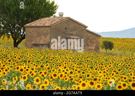 Steinhaus in einem Sonnenblumenfeld in der Nähe von Valensole, Provence, Frankreich, Provence-Alpes-Cote d'Azur, Departement Alpes-de-Haute-Provence Stockfoto