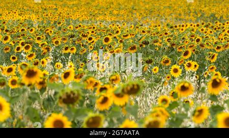 Sonnenblumenfeld in der Nähe von Valensole, Provence, Frankreich, Provence-Alpes-Cote d'Azur, Departement Alpes-de-Haute-Provence Stockfoto