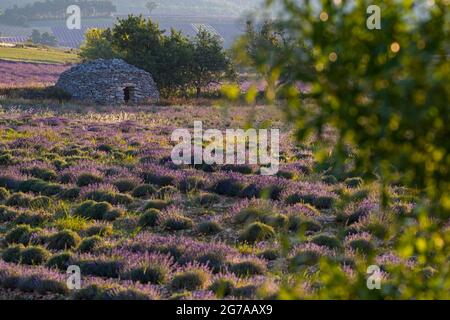 Borie, eine typische provenzalische Steinhütte im Trockenbau, in den Lavendelfeldern bei Ferrassières, Morgenlicht, Frankreich, Auvergne-Rhône-Alpes, Département Drôme, Hochebene d–´Albion Stockfoto