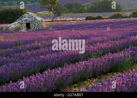 Borie, eine typische provenzalische Steinhütte im Trockenbau, in den Lavendelfeldern bei Ferrassières, Morgenlicht, Frankreich, Auvergne-Rhône-Alpes, Département Drôme, Hochebene d–´Albion Stockfoto