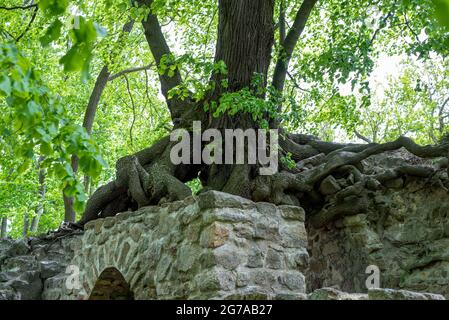 Deutschland, Sachsen-Anhalt, Stecklenberg, alter Lindenbaum wächst an den Wänden der Lauenburger Burgruine im Harz, wurde 1903 bei Ausgrabungen entdeckt. Stockfoto