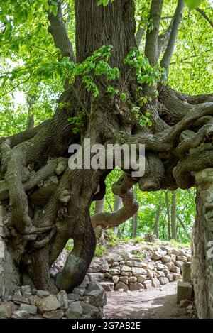 Deutschland, Sachsen-Anhalt, Stecklenberg, alter Lindenbaum wächst an den Wänden der Lauenburger Burgruine im Harz, wurde 1903 bei Ausgrabungen entdeckt. Stockfoto