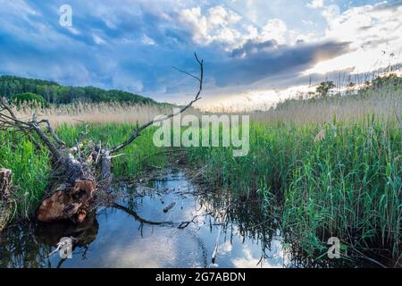 Wien, Ochsenkelsee Eberschüttwasser in der Aue Lobau, Schilf, Teil des Nationalparks Donauauen (Donau-Auen Nationalpark) im Jahr 22. Donaustadt, Wien / Wien, Österreich Stockfoto