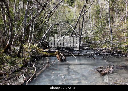 Wiesen und Wasserwelten im Gasterental, Schweiz Stockfoto