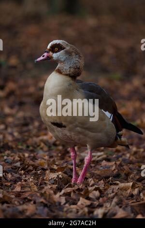 Ägyptische Gans (Alopochen aegyptiacus), im Herbstlaub, Baden-Württemberg, Deutschland, Europa Stockfoto