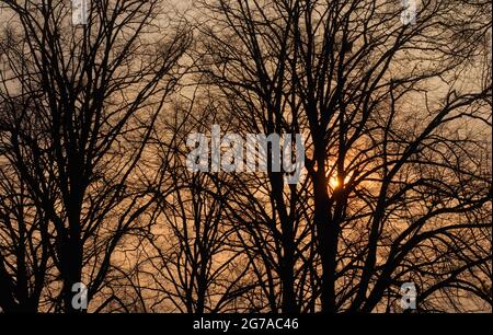 Sonnenaufgang hinter Ahornbäumen, Stuttgart, Baden-Württemberg, Deutschland Stockfoto