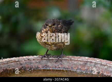 Amsel (Turdus merula), Jungtier, Nestflüchtling, sitzt am Vogelbecken, Stuttgart, Baden-Württemberg, Deutschland Stockfoto