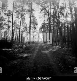 Wald in Schwarz-Weiß, Lomographie-Fotografie, analoges Mittelformat Stockfoto