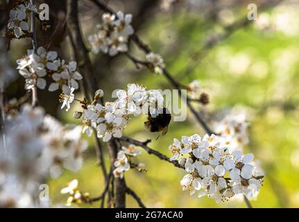 Hummel auf Kirschblüte bei Pretzfeld am Nachmittag, Oberfranken, Bayern, Deutschland Stockfoto