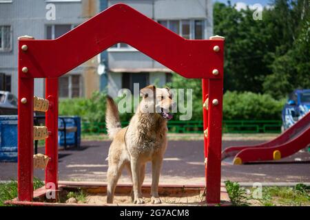 Ein Hund in einem Kindersandkasten. Ein streunender Hund auf dem Spielplatz. Fröhlicher roter Hund auf der Straße. Stockfoto