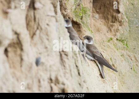 Sand martin, Riparia riparia Stockfoto