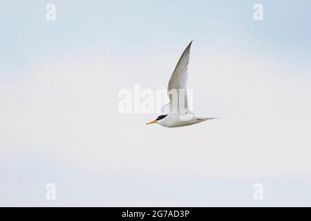 Seeschwalbe, kleine Seeschwalbe, Sterna albifrons, im Flug Stockfoto