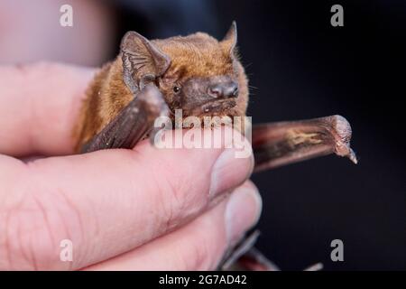 Fledermaus, Nachtfledermaus, Nyctalus noctula, Hand Stockfoto