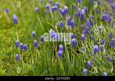Lila Blüten auf dem Sumpf. Schöne Pflanzen im Sommer. Ein natürlicher Hintergrund von lila Blüten. Stockfoto