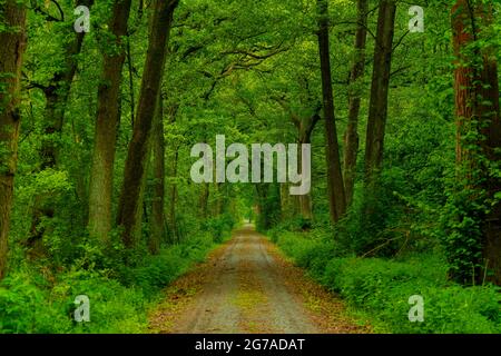 Waldstraße im Frühjahr in deutschland, alle Bäume und Pflanzen in einem schönen Grün Stockfoto