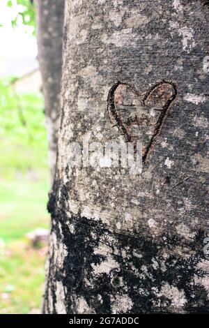 Geschnitztes Herz in einem Baumstamm Stockfoto
