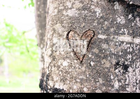 Geschnitztes Herz in einem Baumstamm Stockfoto