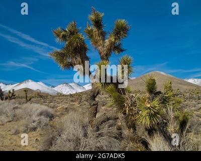 Joshua Trees, Isabella-Walker Pass Road, Highway 178, Kern County, Kalifornien, USA Stockfoto