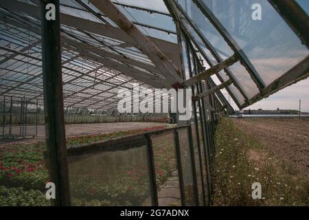 Blick in ein Gewächshaus mit Blumen in Bremen, Deutschland Stockfoto