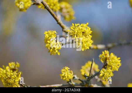 kornelkirsche, Cornus Mas Stockfoto