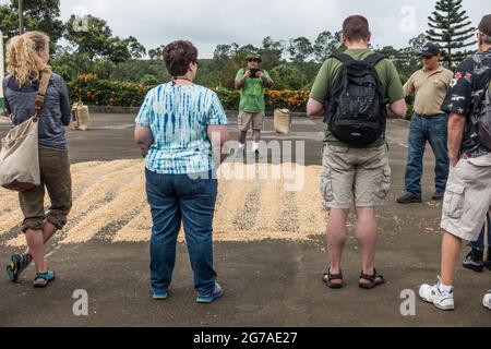 Touristen, die Kaffeebohnen im Doka Coffee Estate in der Nähe von Alajuela, Costa Rica, in der Sonne trocknen sehen. Stockfoto