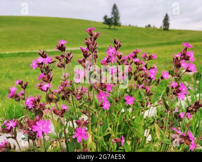 Rote-Licht-Nelke (Silene dioica) Stockfoto