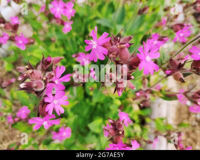 Rote-Licht-Nelke (Silene dioica) Stockfoto