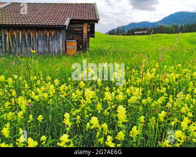 Großer Klapptopf (Rhinanthus serotinus) auf den Buckelwiesen Stockfoto