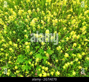 Großer Klapptopf (Rhinanthus serotinus) auf den Buckelwiesen Stockfoto