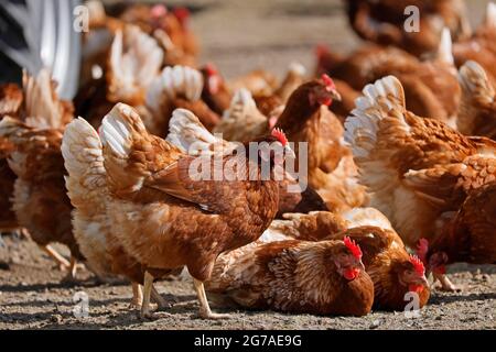 Haushuhn, Freilandhühner auf einer Wiese, Deutschland. Stockfoto