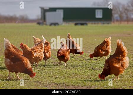 Haushuhn, Freilandhühner auf einer Wiese, Deutschland. Stockfoto