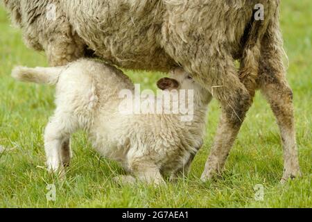 Waldschafe (Landschafrasse, Hausschaf Rasse) Lamm wird vom Muttertier, Deutschland, Stockfoto