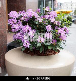 Der immergrüne Rhododendron Hybrid Haaga hat seine leuchtend rosa Blüten im Steintopf vollständig geöffnet. Hintergrundbild Stockfoto