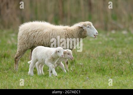 Waldschafe (Landschafrasse, Hausschaf Rasse) Lämmer mit Mutter auf einer Weide, Deutschland, Stockfoto