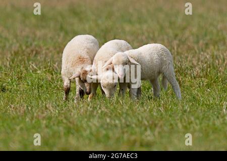 Waldschafe (Landschafrasse, Hausschafrasse) Lämmer auf einer Weide, Deutschland, Stockfoto