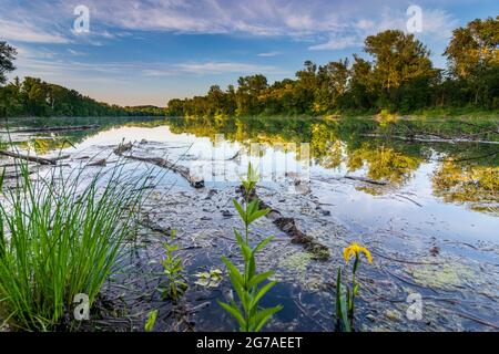 Wien, Ochsenkanal Donau-oder-Kanal in Lobau, Teil des Nationalparks Donau-Auen, Blume Sumpf-Schwertlilie (Iris pseudacorus, gelbe Flagge, gelbe Iris oder Wasserflagge) im Jahr 22. Donaustadt, Wien / Wien, Österreich Stockfoto