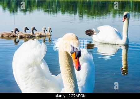 Wien, Familie des stummen Schwans (Cygnus olor) mit Küken, erwachsener Schwan schützt Küken, Donau (Donau) im Jahr 22. Donaustadt, Wien / Wien, Österreich Stockfoto