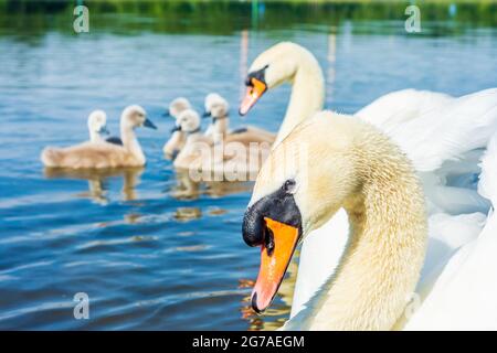 Wien, Familie des stummen Schwans (Cygnus olor) mit Küken, erwachsener Schwan schützt Küken, Donau (Donau) im Jahr 22. Donaustadt, Wien / Wien, Österreich Stockfoto