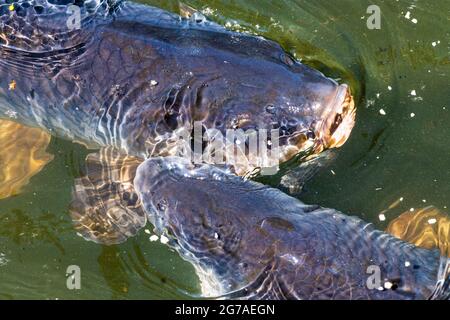 Wien, Karpfen oder europäischer Karpfen (Cyprinus carpio), der um Futter kämpft, Oxbowsee Kaiserwasser 22. Donaustadt, Wien / Wien, Österreich Stockfoto