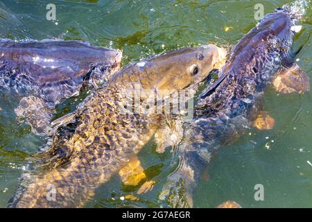 Wien, Karpfen oder europäischer Karpfen (Cyprinus carpio), der um Futter kämpft, Oxbowsee Kaiserwasser 22. Donaustadt, Wien / Wien, Österreich Stockfoto