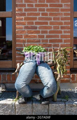 Basil wächst in alten Jeans Stockfoto