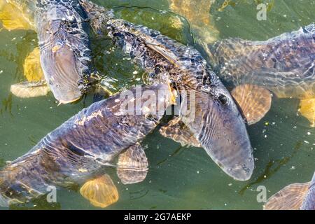 Wien, Karpfen oder europäischer Karpfen (Cyprinus carpio), der um Futter kämpft, Oxbowsee Kaiserwasser 22. Donaustadt, Wien / Wien, Österreich Stockfoto