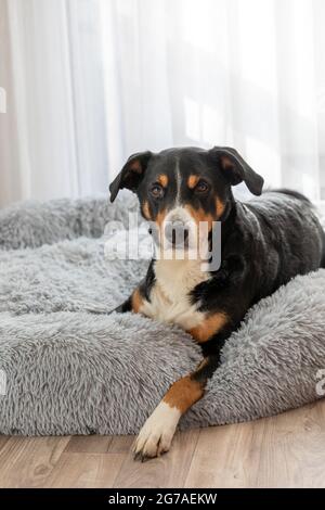 Der niedliche Hund sitzt auf einem weißen Karli in der Nähe eines Fensters. Stockfoto