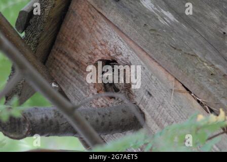 Küken-Rotkehlchen, europäischer Rotkehlchen, erithacus rubecula, Rotkehlchen im Nistkasten, Stockfoto
