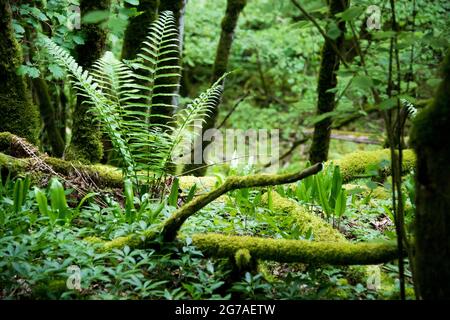 Orbe-Wasserlauf im Waadtländer Jura Stockfoto