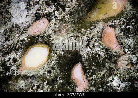 Orbe-Wasserlauf im Waadtländer Jura Stockfoto