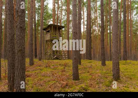 Hoher Sitz für einen Jäger in einem Kiefernwald Stockfoto