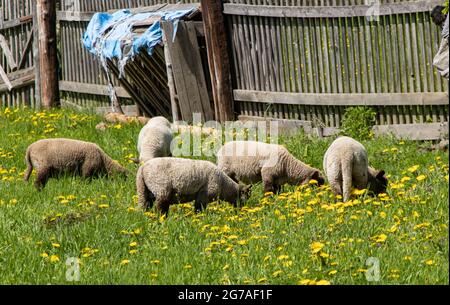 Ein Schaf grast in einem Garten mit gelben Elendeln Stockfoto