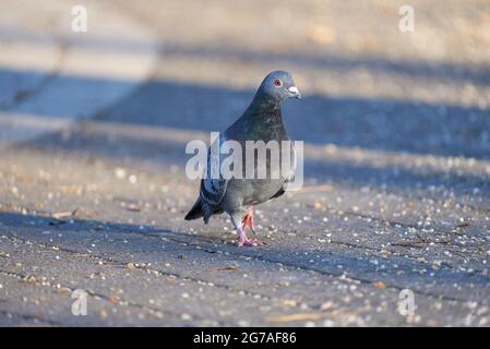 Haustauben, Columba livia domestica Stockfoto